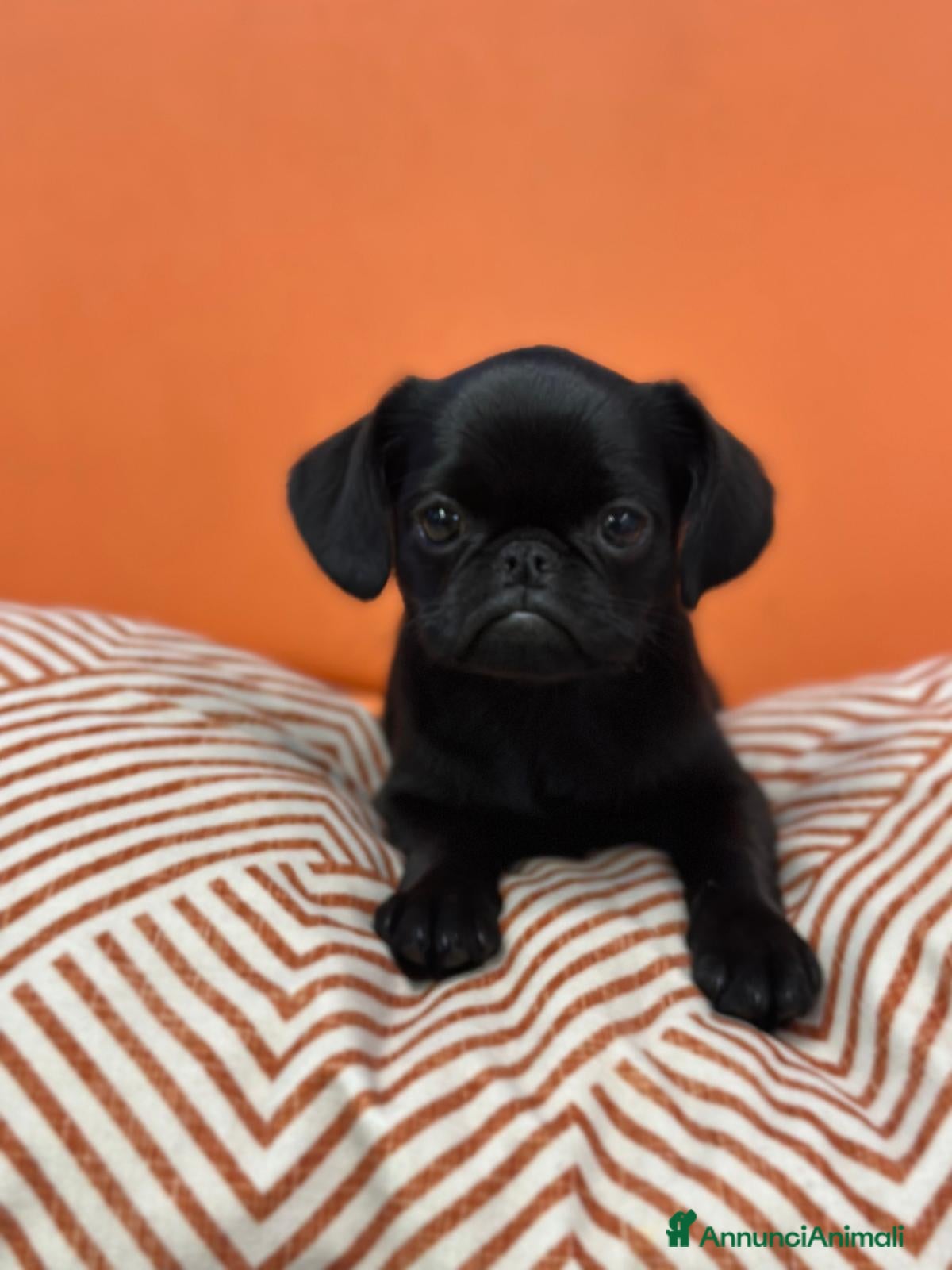 Griffon Vendeen cani Cucciola di Piccolo Brabantino  - Annuncio 35