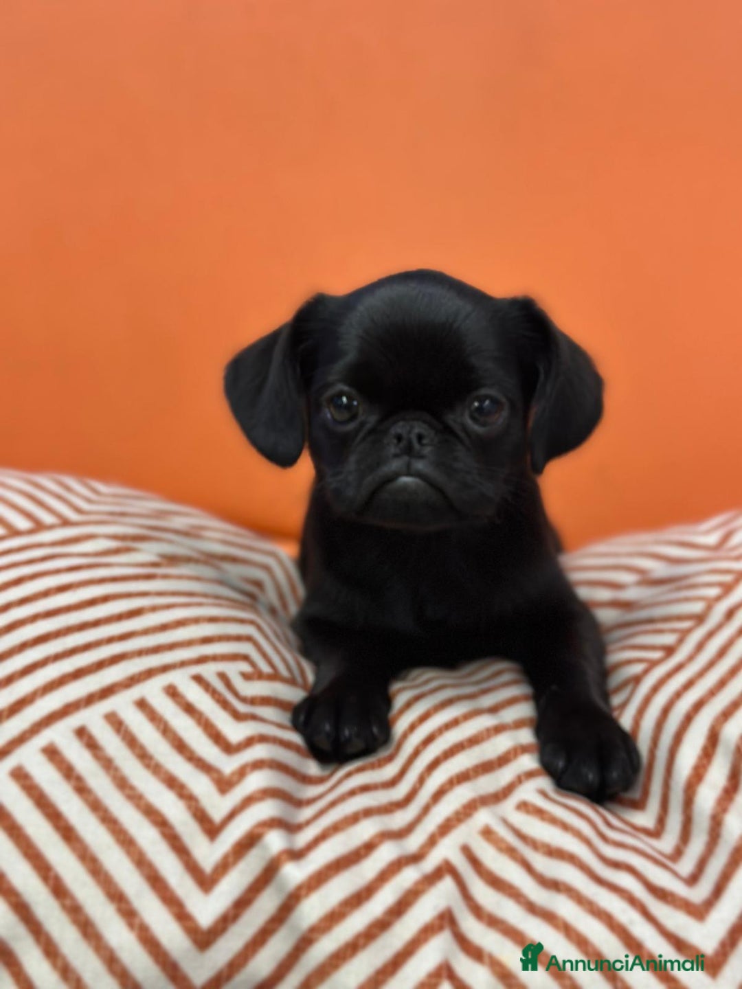 Griffon Vendeen cani in vendita: Cucciola di Piccolo Brabantino  - Annuncio 1