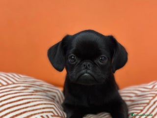 Griffon Vendeen cani Cucciola di Piccolo Brabantino - Annuncio 19