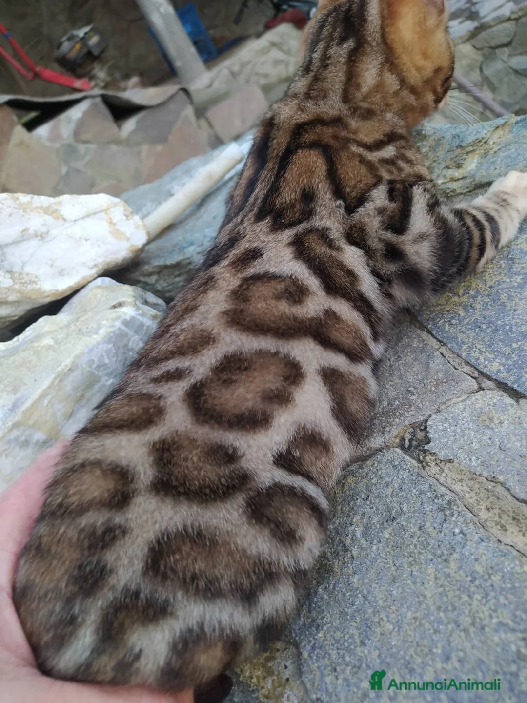 Bengala gatti in vendita: Bengala  - Annuncio 4