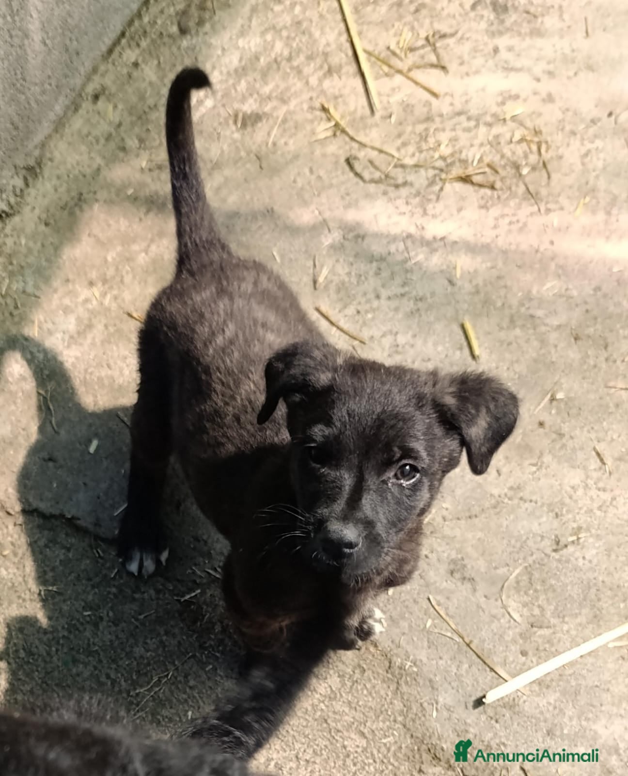 Meticcio cani Filippa e Jenny, due piccole cucciole in canile - Annuncio 2