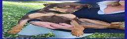 Meticcio cani in regalo: MOU tenerissima piccoletta - Annuncio 4