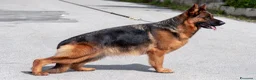 Pastore Tedesco cani in vendita: Allevamento di Terra Scura a Provincia di Salerno - Annuncio 37