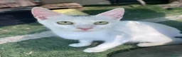 Europeo gatti in regalo: Gattina bianca 3 mesi - Annuncio 4