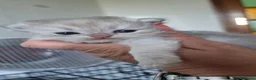 Persiano gatti in vendita: Gattine persiane con Pedigree ENFI - Annuncio 4