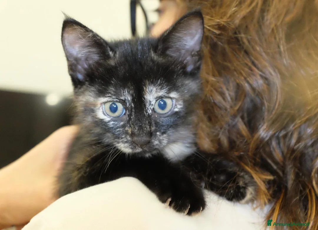 Meticcio gatti in regalo: GATTINA TRICOLORE  a Provincia di Crotone - Annuncio 2