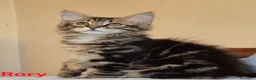 Siberiano gatti in vendita: gattini siberiani  - Annuncio 4