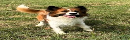 Meticcio cani in regalo: CHARLIE BORDER COLLIE - Annuncio 12