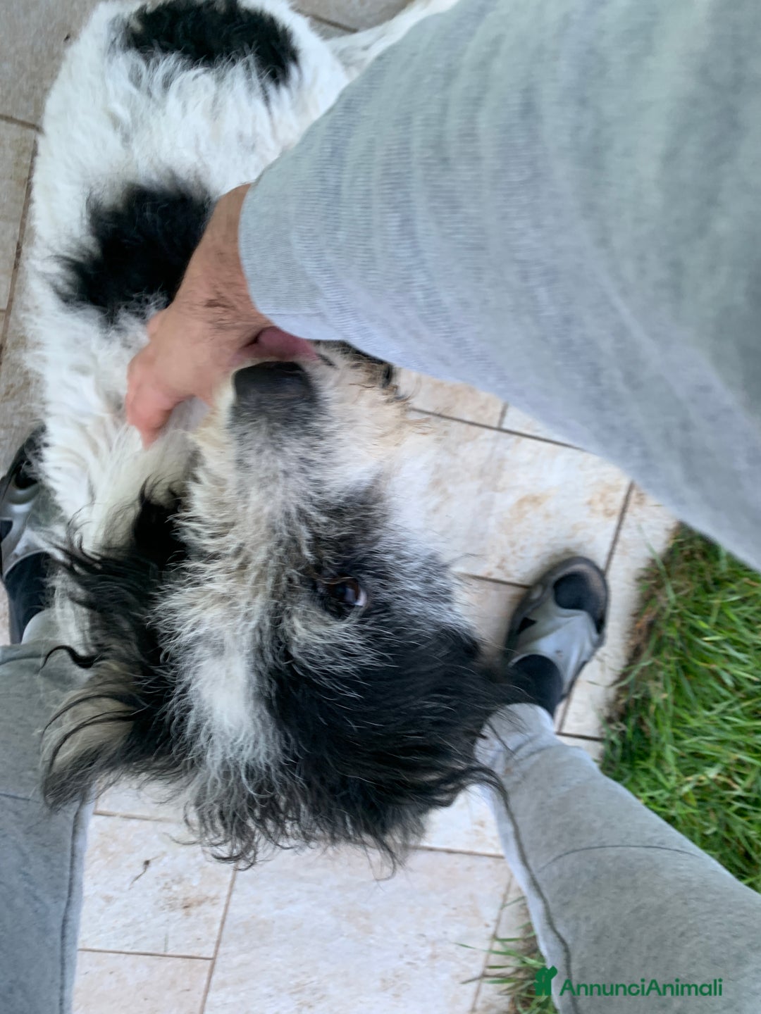 Altre razze cani in regalo: Kira  - Annuncio 3