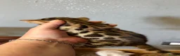 Bengala gatti in vendita: gatto bengala  - Annuncio 4