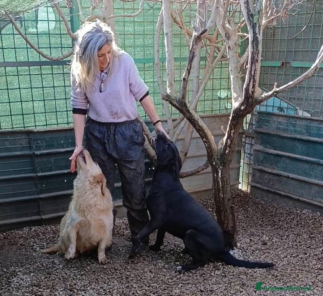 Cane Corso cani in regalo: OLIMPIA panterona dal cuore grande - Annuncio 10