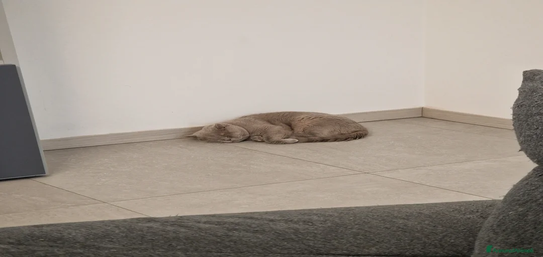 Immagine della galleria {{count}}