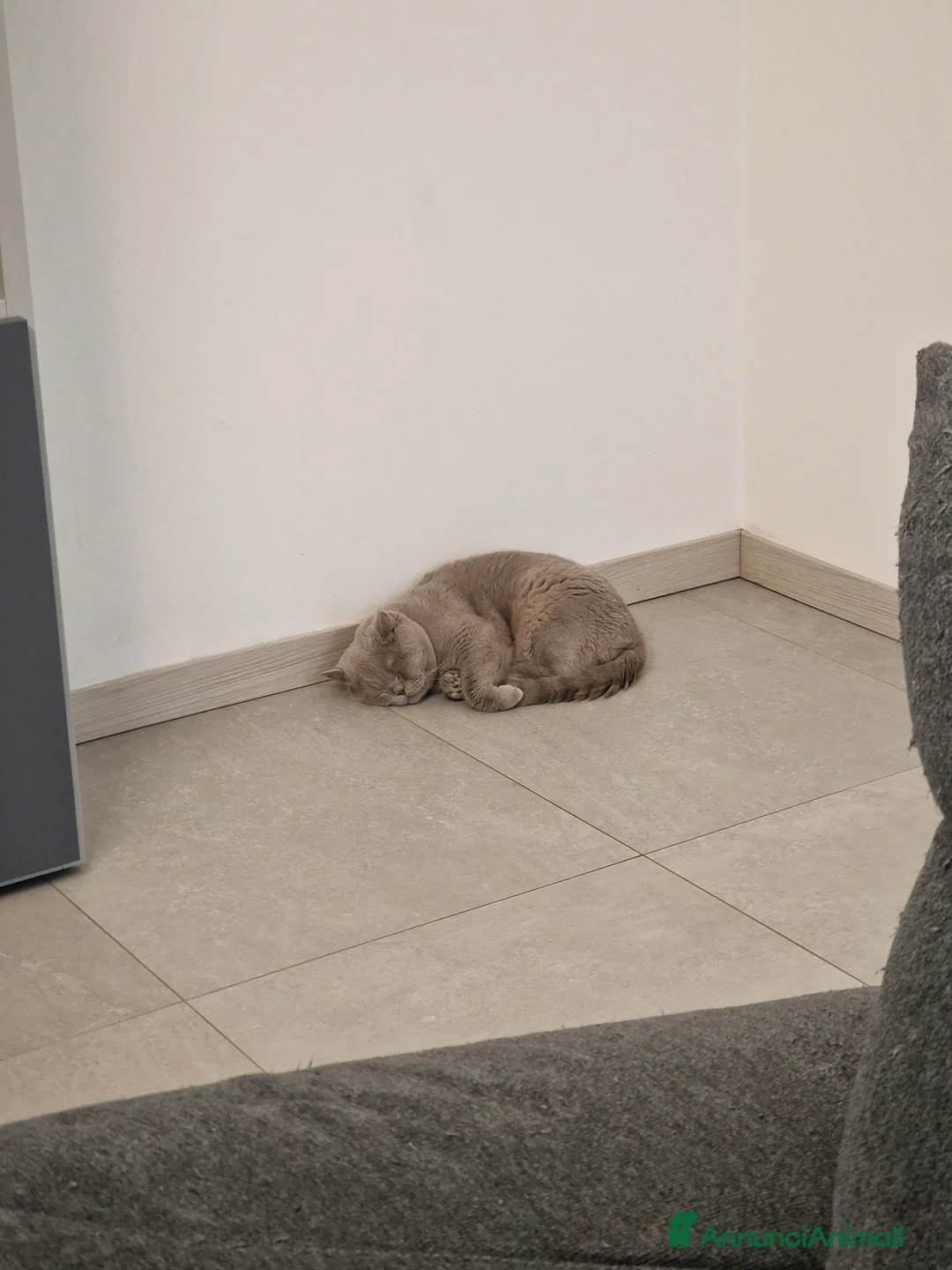 Immagine della galleria {{count}}