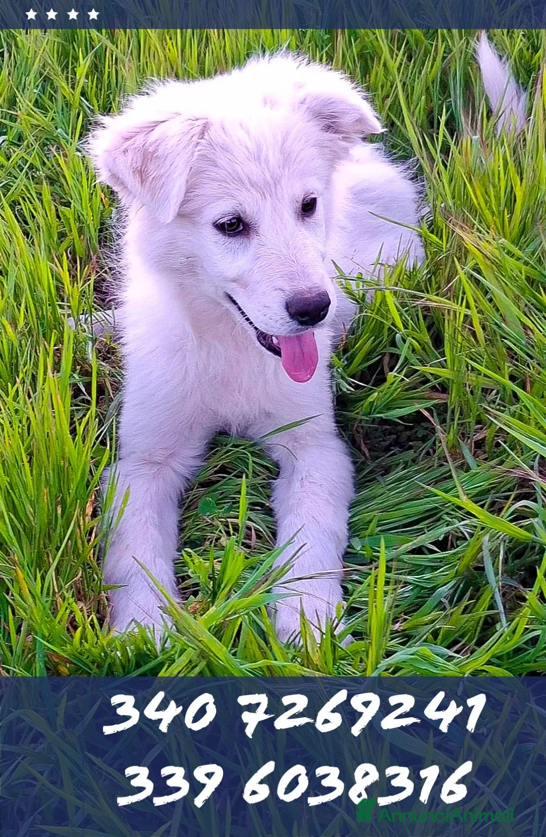 Meticcio cani in regalo: KIRA 🩷 - cucciola mix pastore, dolce, cerca casa - Annuncio 2