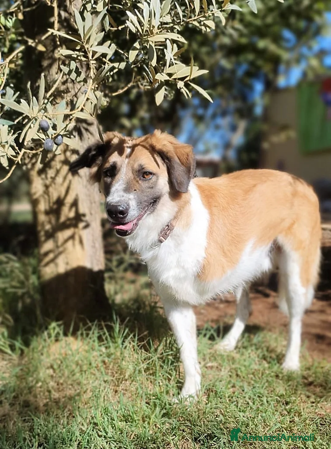 Meticcio cani in regalo: TRITONE,buono e desideroso di coccole a Pomezia - Annuncio 5
