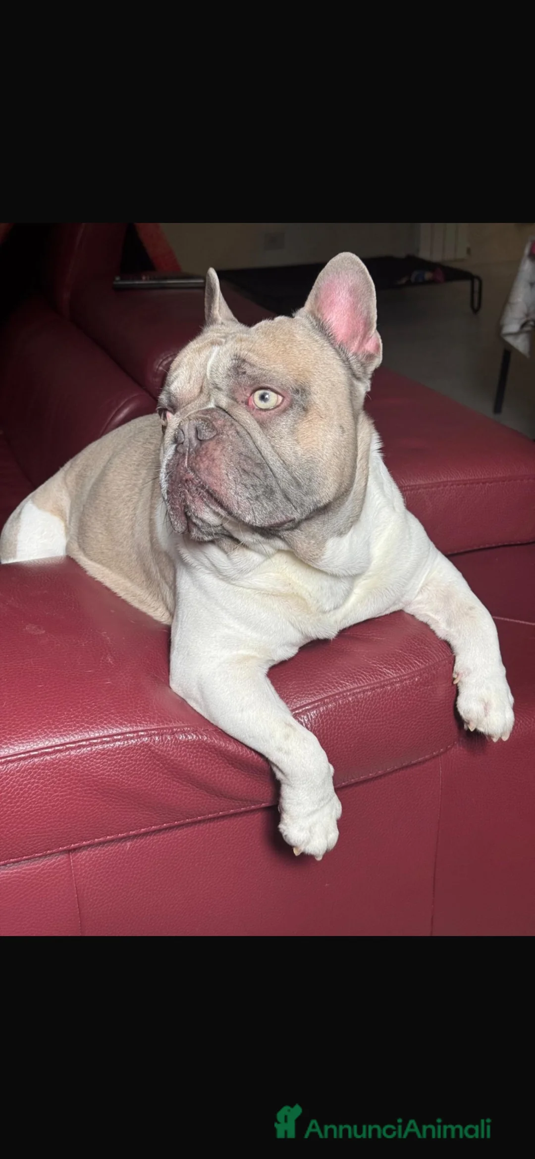 Bulldog Francese cani per accoppiamento: Fidanzatina per Leo  a Città Metropolitana di Napoli - Annuncio 2