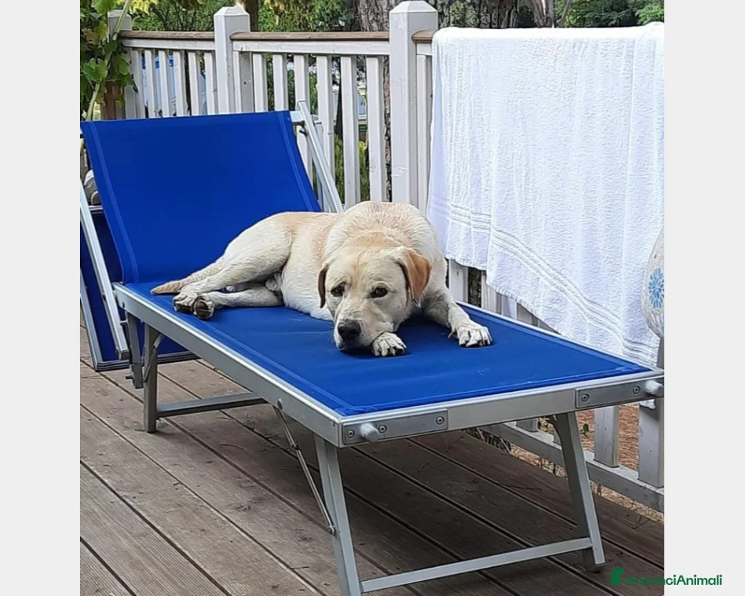 Labrador cani in regalo: Simil Labrador 4anni DA MILANO TORNATO IN SICILIA! a Milano - Annuncio 1