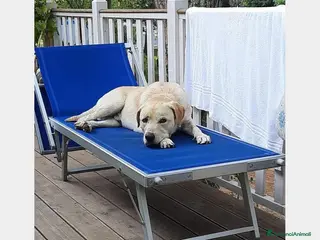 Labrador cani Simil Labrador 4anni DA MILANO TORNATO IN SICILIA! a Milano - Annuncio 29