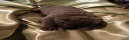 Cane Corso cani in vendita: Cuccioli CANE CORSO speciali - Annuncio 7