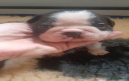 Boston Terrier cani in vendita: Boston terrier con pedigree  a Metropolitan City of Milan - Immagine 9