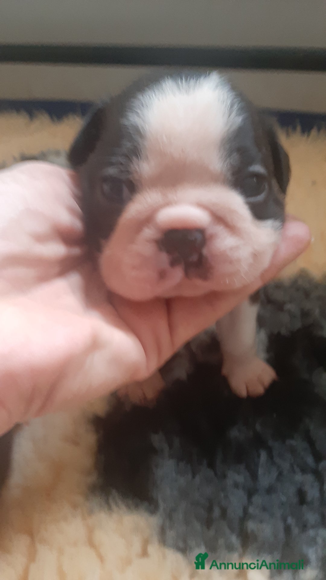 Boston Terrier cani in vendita: Boston terrier con pedigree  a Metropolitan City of Milan - Immagine 9