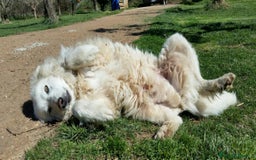 Pastore Maremmano cani in regalo: RINO, batuffolo tutto pelo e dolcezza - Immagine 7