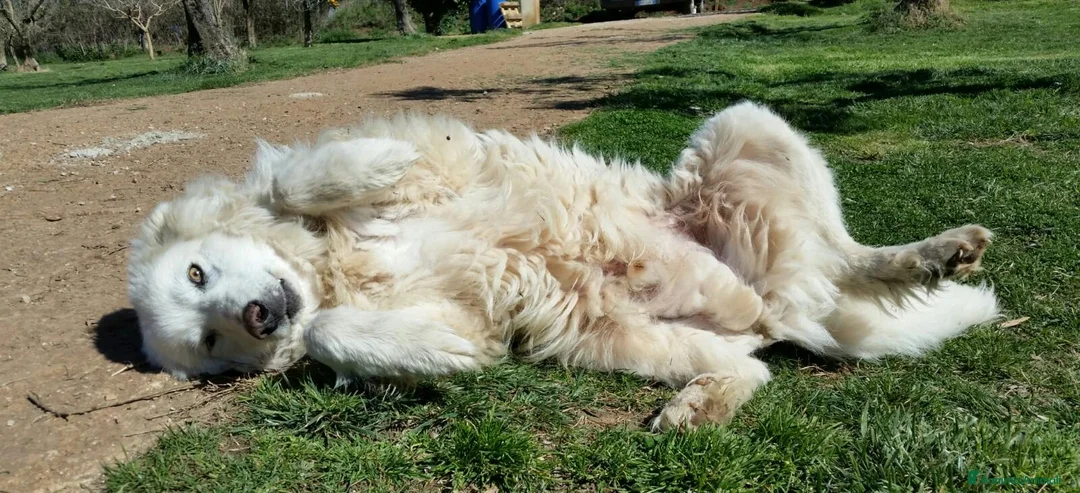 Pastore Maremmano cani in regalo: RINO, batuffolo tutto pelo e dolcezza - Annuncio 7