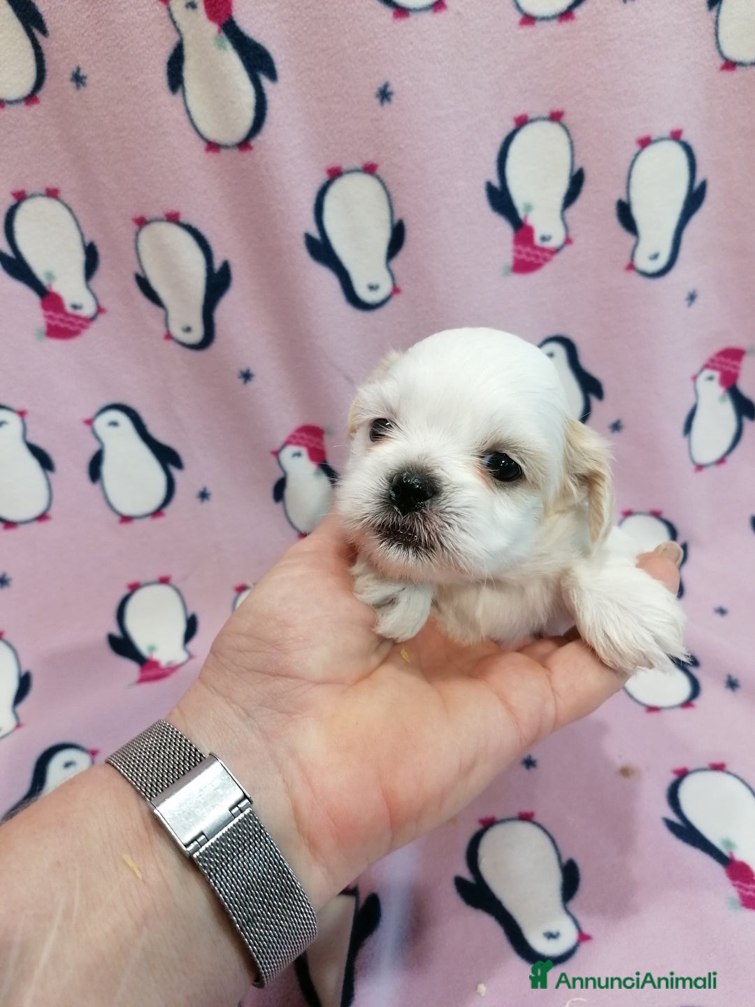 Shih Tzu cani in vendita: Shih Tzu cuccioli bianchi - Annuncio 9
