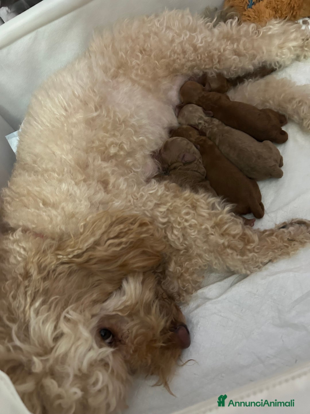 Barboncino cani in vendita: Cuccioli barboncini  - Annuncio 8