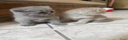 Scottish gatti in vendita: Gattini Scottish Fold/Straight - Annuncio 3