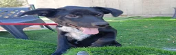 Meticcio cani in regalo: Lulù e Luna cucciole in cerca di adozione a Parma - Annuncio 12