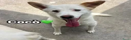 Meticcio cani in regalo: Cocò  - Annuncio 2