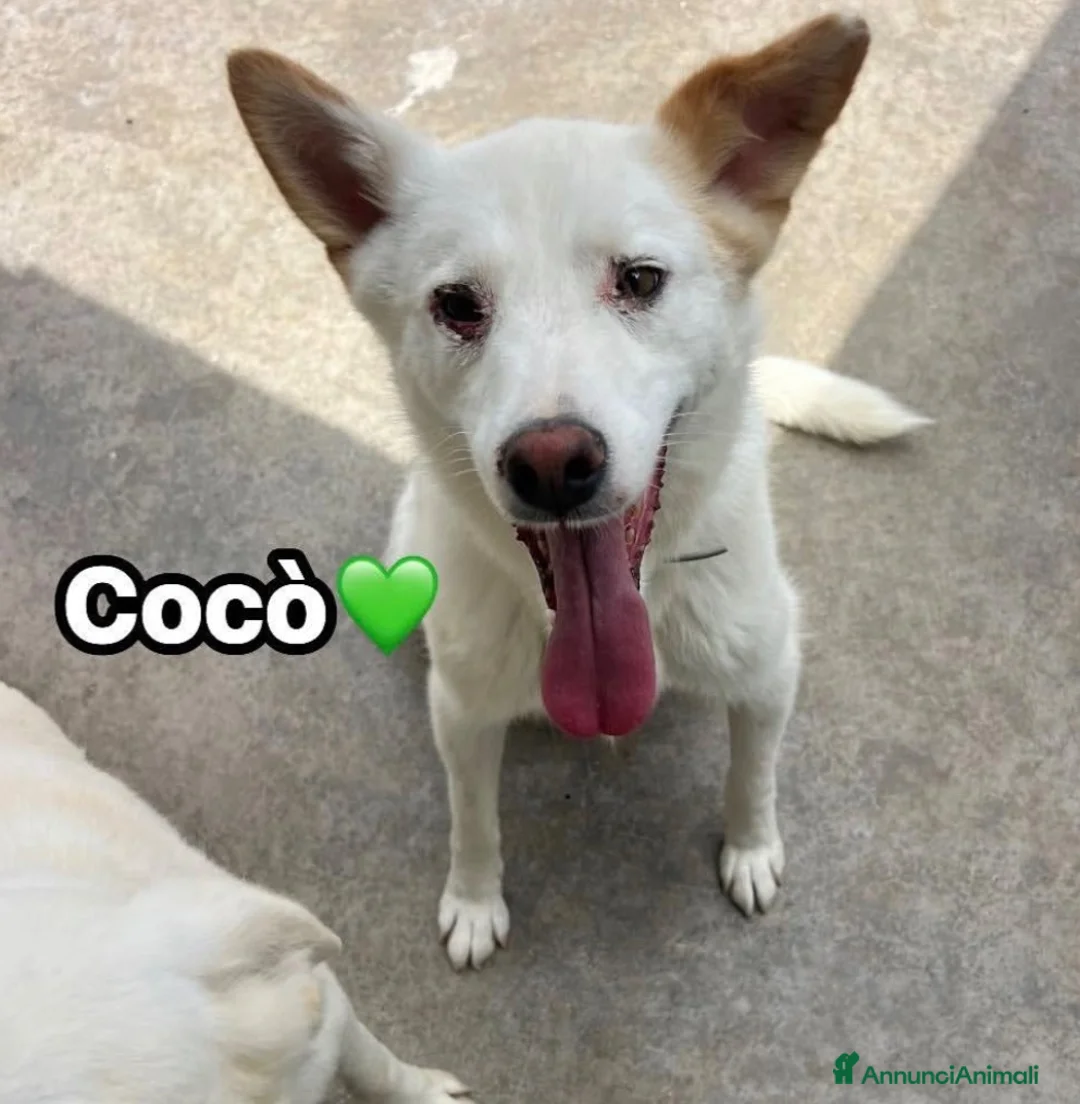 Meticcio cani in regalo: Cocò  - Annuncio 2