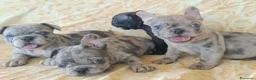 Bulldog Francese cani in vendita: Bulldog francese cuccioli  - Annuncio 2