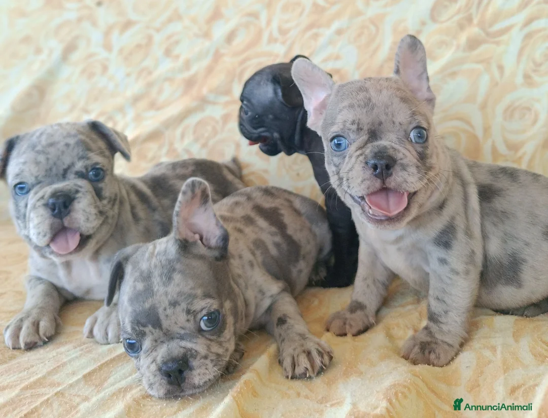 Bulldog Francese cani in vendita: Bulldog francese cuccioli  - Annuncio 2