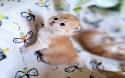 Scottish gatti in vendita: Cuccioli scottish fold e straight golden campania - Immagine 3