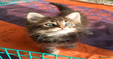 Maine Coon gatti a Provincia di Forlì-Cesena - Annuncio 2