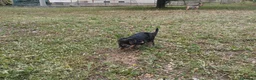 Yorkshire cani in vendita: CUCCIOLI DI YORKSHIRE TERRIER DISPONIBILI a Provincia di Vicenza - Annuncio 10