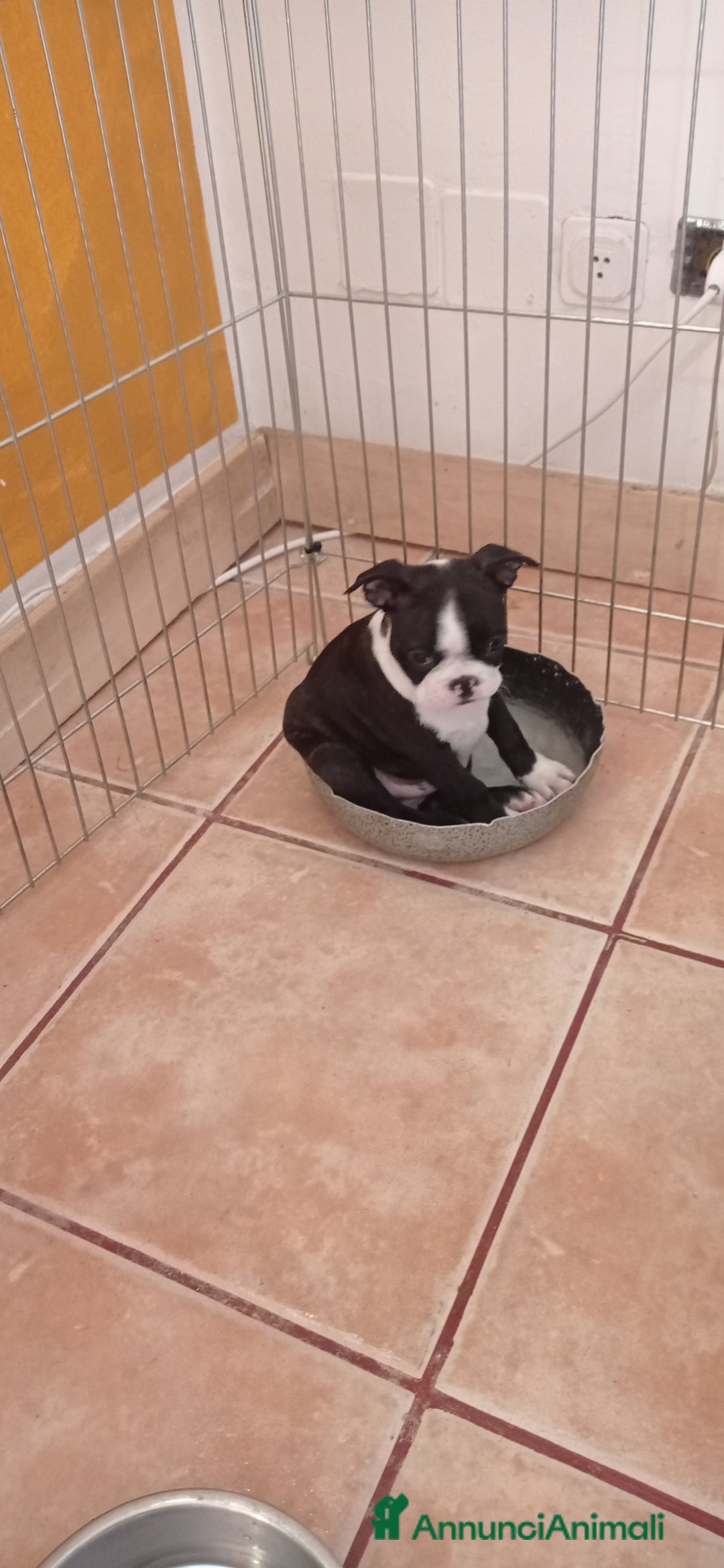 Boston Terrier cani in vendita: Cuccioli di Boston terrier selezionati disponibili - Annuncio 4
