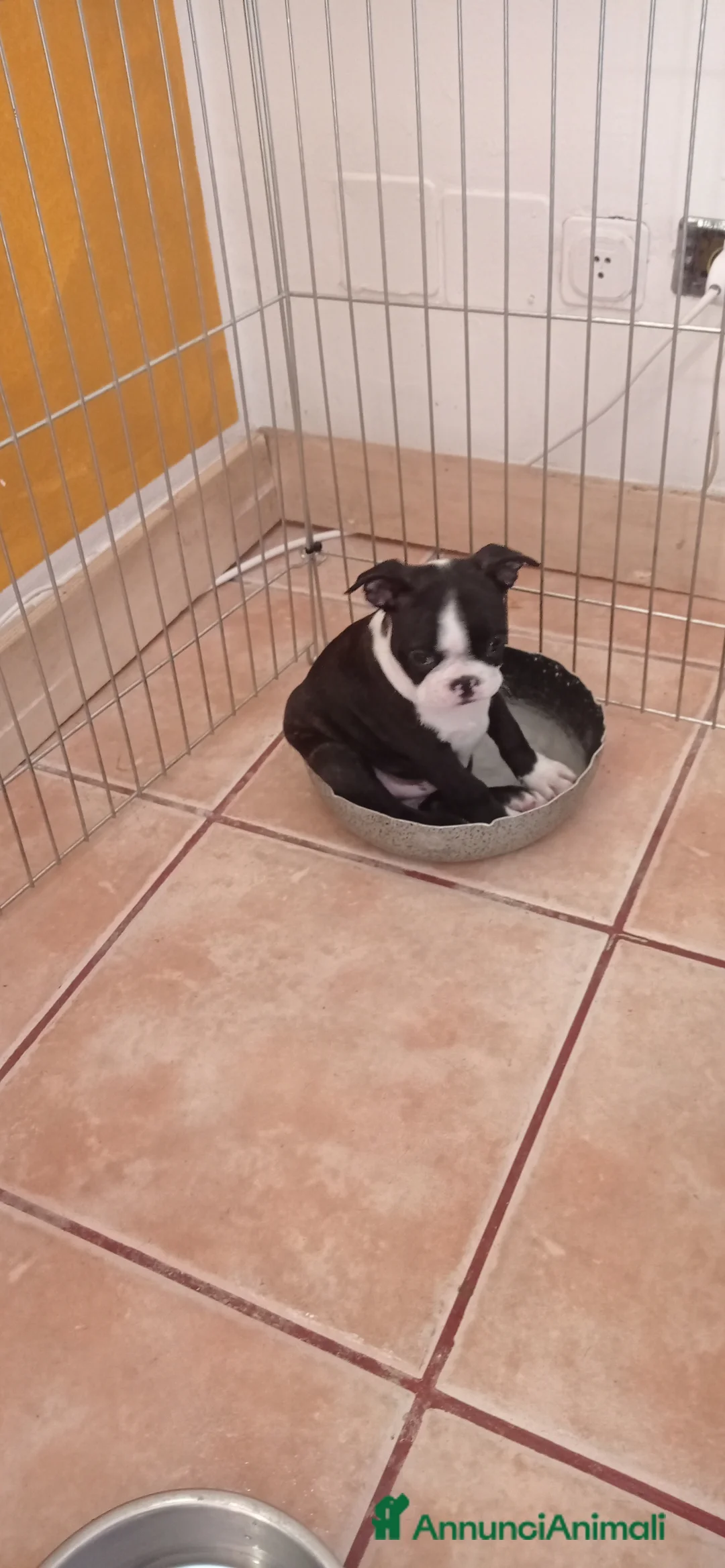 Boston Terrier cani in vendita: Cuccioli di Boston terrier selezionati disponibili - Annuncio 4