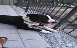 Altre razze cani in regalo: Amtaff cerca casa - Immagine 4