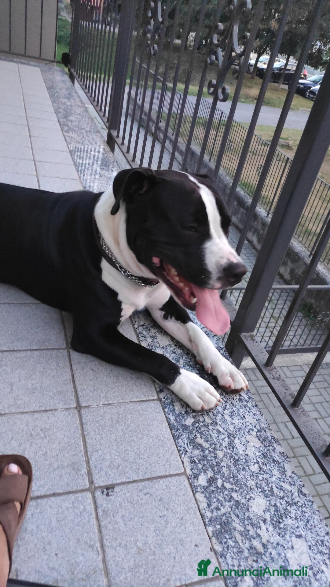 Altre razze cani in regalo: Amtaff cerca casa - Immagine 4