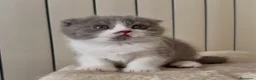 Scottish gatti in vendita: Scottish fold e straight  - Annuncio 31