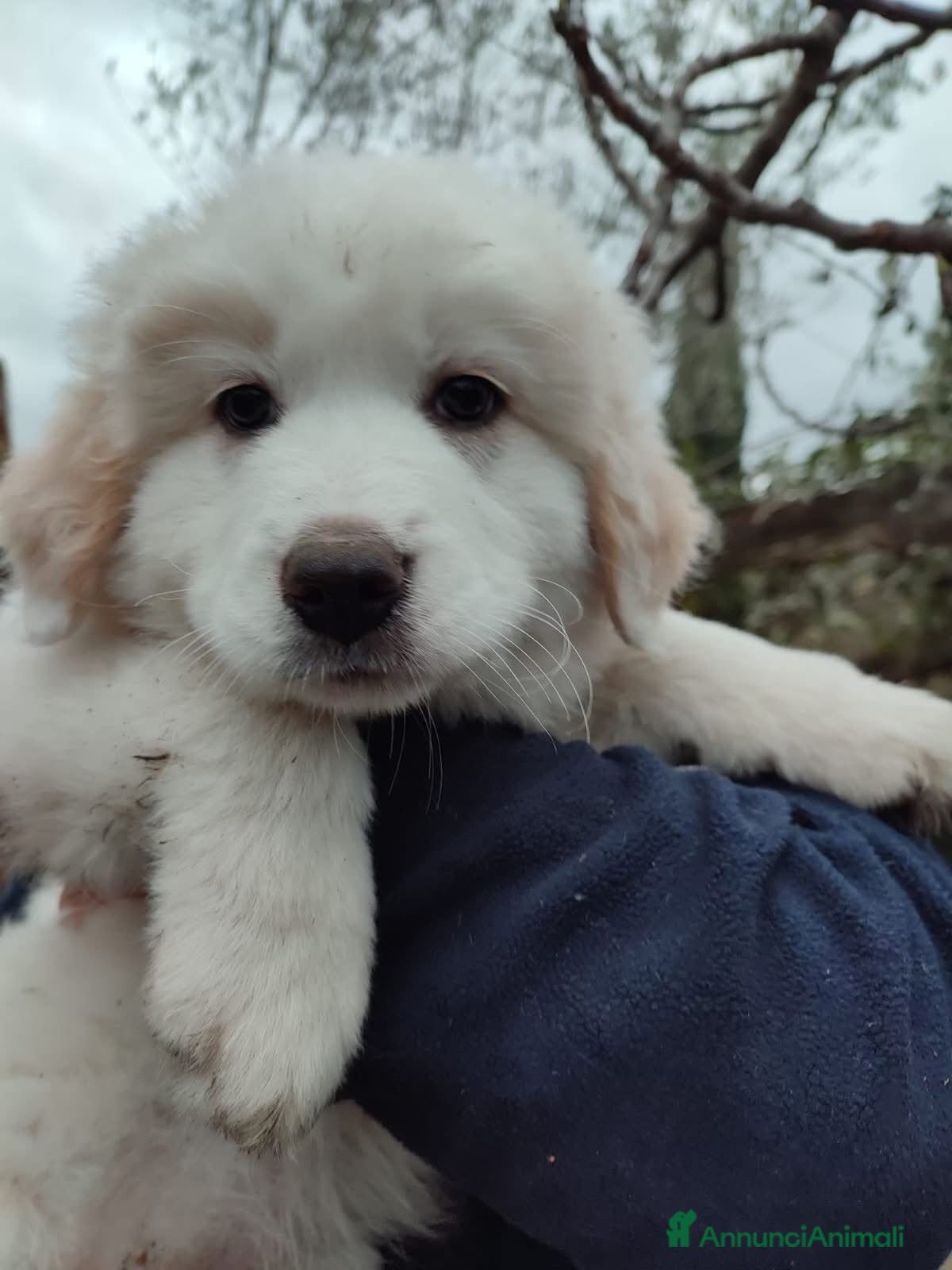 Pastore Maremmano cani Eros dolce cucciolo aspetta una famiglia tutta sua - Annuncio 1