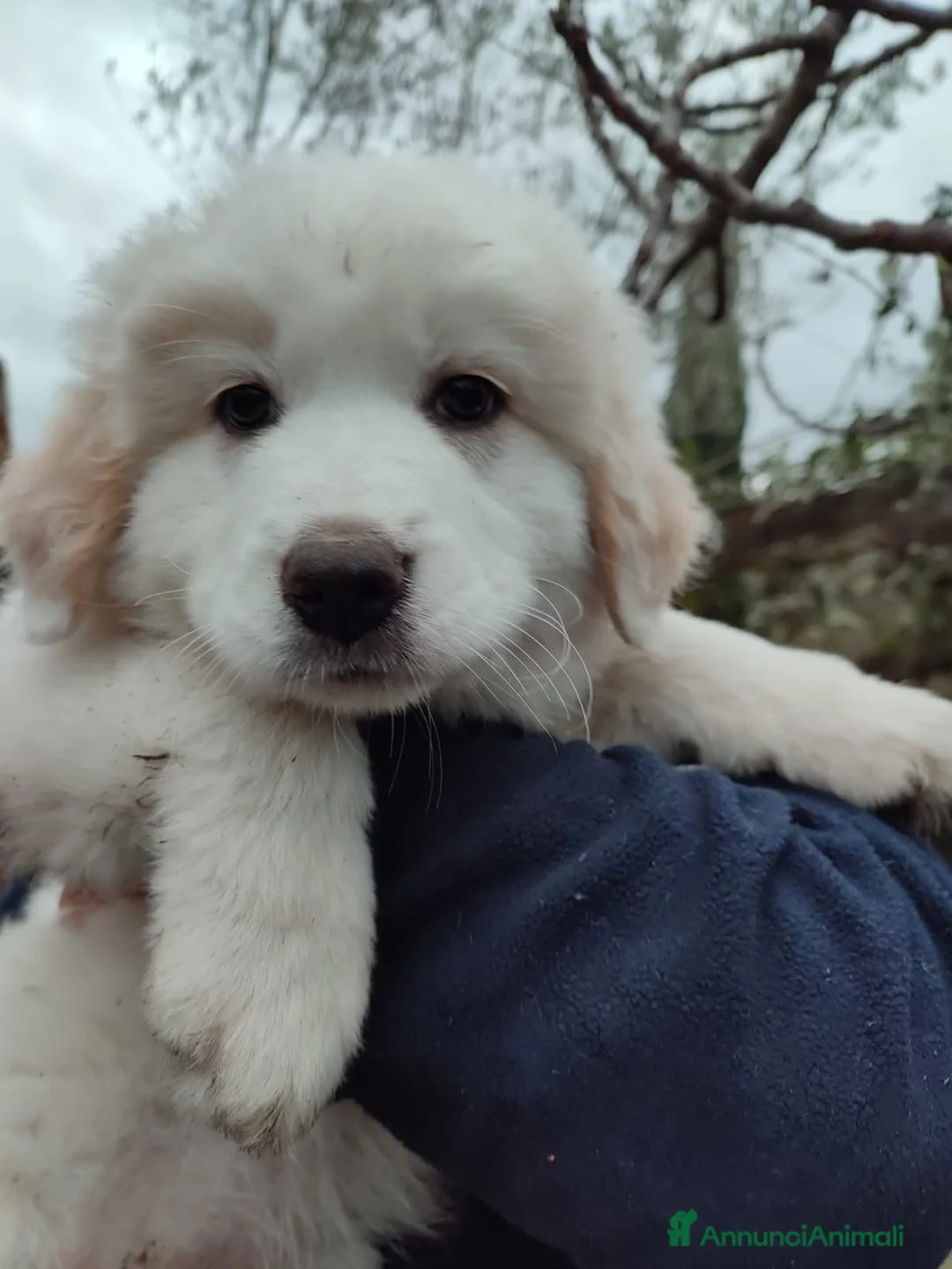 Pastore Maremmano cani in regalo: Eros dolce cucciolo aspetta una famiglia tutta sua - Annuncio 1
