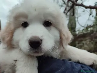 Pastore Maremmano cani Eros dolce cucciolo aspetta una famiglia tutta sua - Annuncio 8