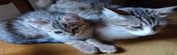 Altre razze gatti in vendita: Cuccioli tigrati - Annuncio 2