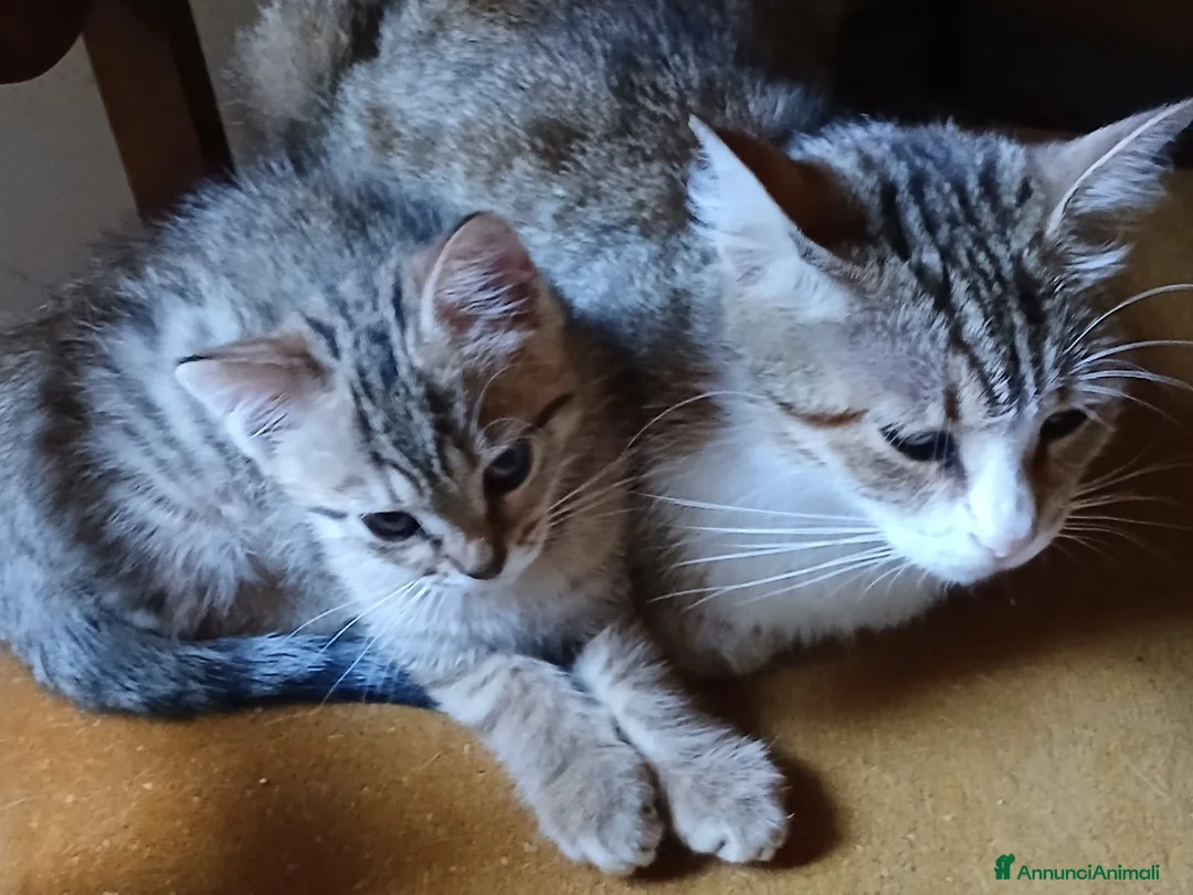 Altre razze gatti in vendita: Cuccioli tigrati - Annuncio 2