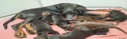 Dobermann cani in vendita: Cuccioli di Dobermann  - Annuncio 2
