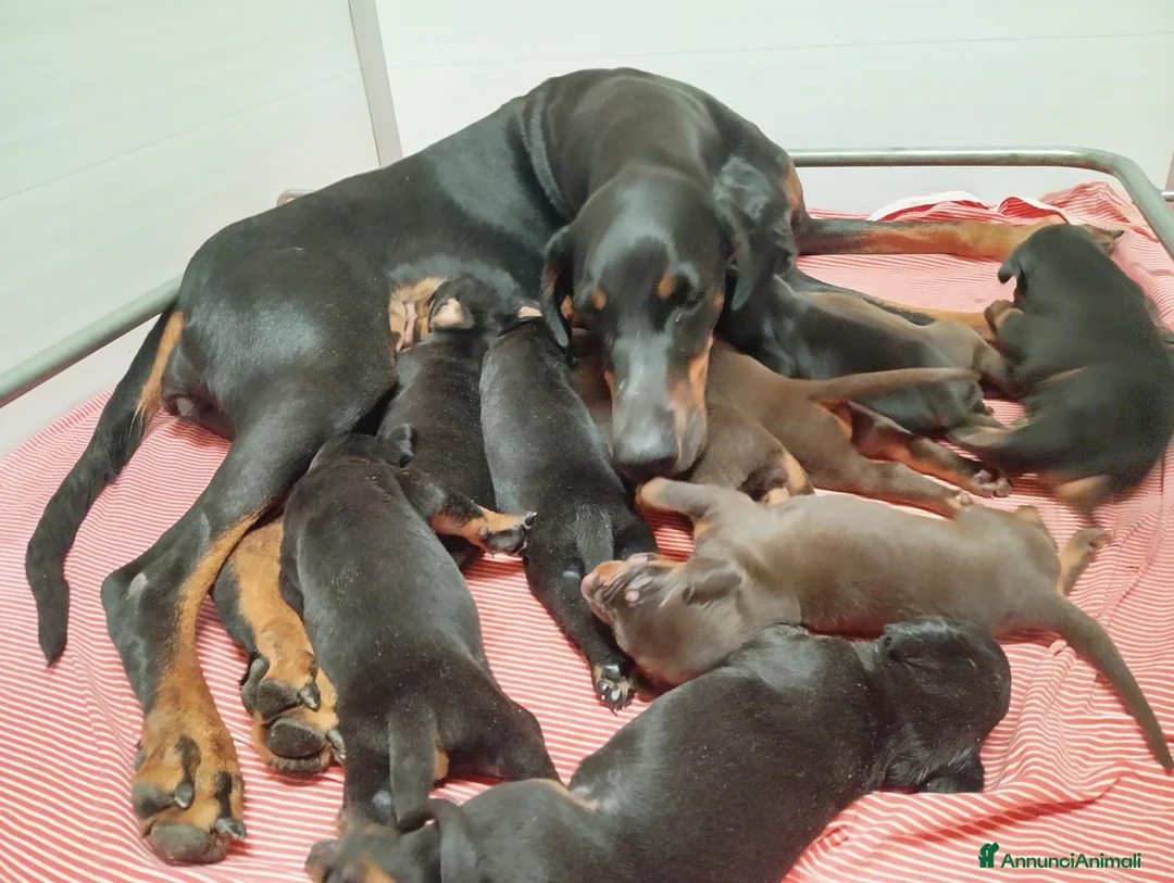 Dobermann cani in vendita: Cuccioli di Dobermann  - Annuncio 2